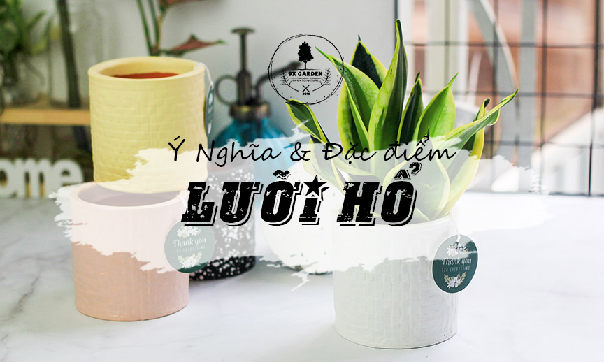 Ý nghĩa cây Lưỡi Hổ - 9X Garden