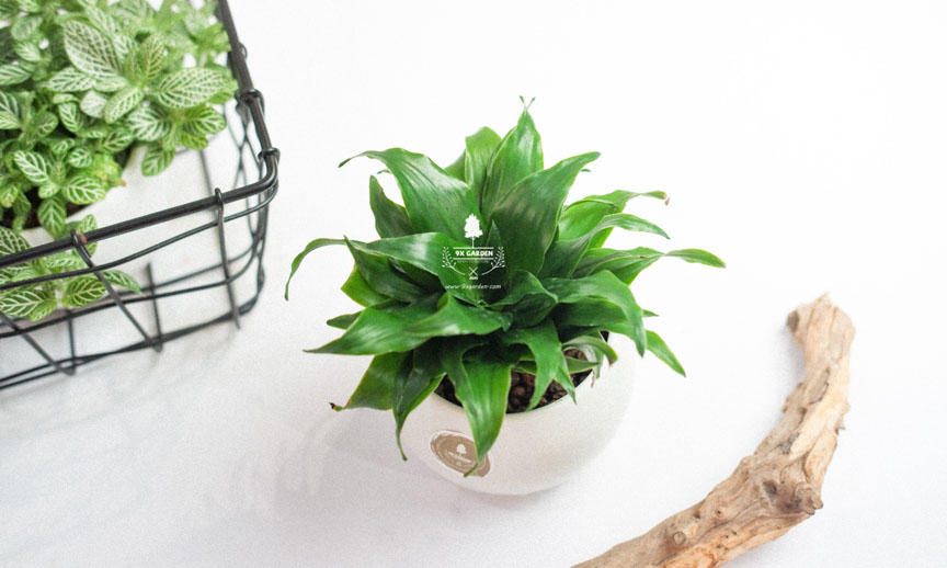 Hướng dẫn chăm sóc cây Phát Tài Úc - 9X GARDEN