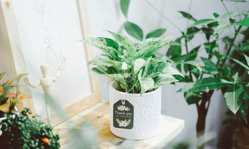 Chăm Sóc Cây Trầu Bà Cẩm Thạch Không Cần Đất 9X GARDEN