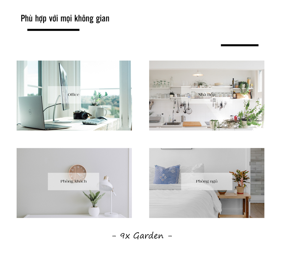 Hoya Tim x Teori - Cây Cảnh Để Bàn - 9X GARDEN