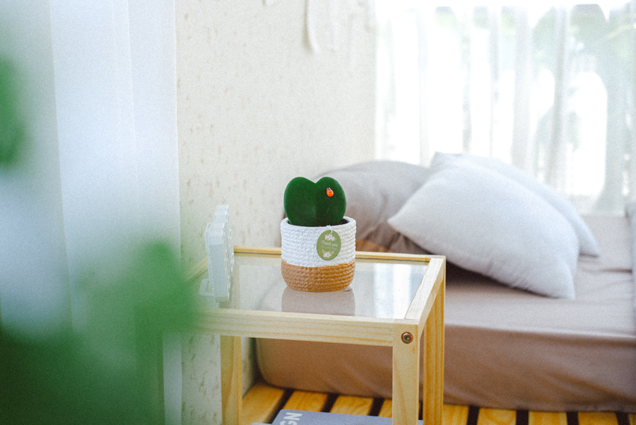 Hoya Tim x Teori - Cây Cảnh Để Bàn - 9X GARDEN