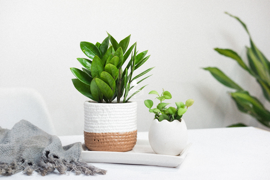 Kim Tiền x Teori - Cây Cảnh Để Bàn - 9X GARDEN