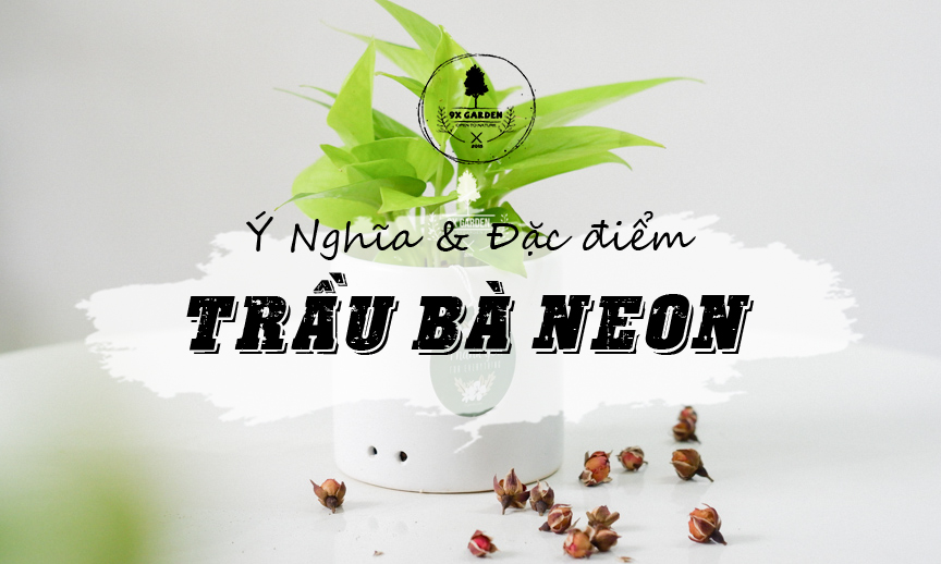 Plant Wiki Trầu Bà Neon - 9X GARDEN