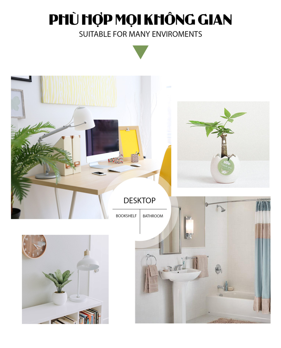 Cây Kim Ngân x Trứng Oasis - Cây Cảnh Mini Không Cần