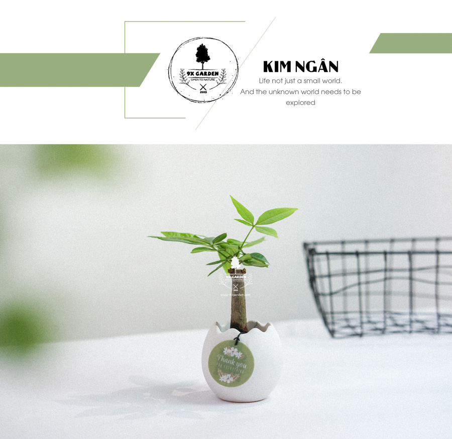 Cây Kim Ngân x Trứng Oasis - Cây Cảnh Mini Không Cần Đất - 9X GARDEN