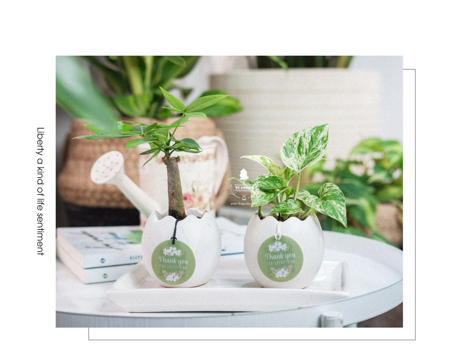 Cây Kim Ngân x Trứng Oasis - Cây Cảnh Mini Không Cần Đất - 9X GARDEN