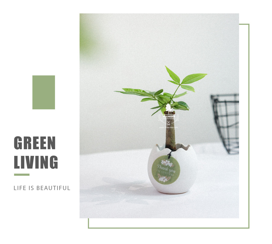 Cây Kim Ngân x Trứng Oasis - Cây Cảnh Mini Không Cần Đất - 9X GARDEN