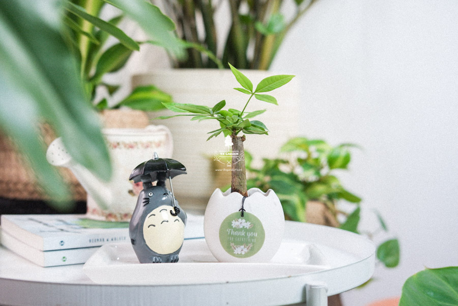 Cây Kim Ngân x Trứng Oasis - Cây Cảnh Mini Không Cần Đất - 9X GARDEN