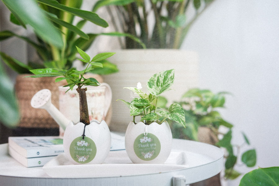Cây Kim Ngân x Trứng Oasis - Cây Cảnh Mini Không Cần