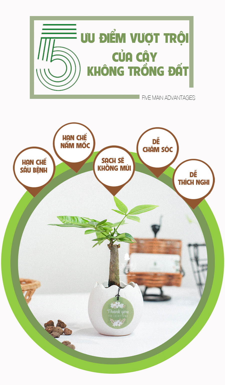 Cây Kim Ngân x Trứng Oasis - Cây Cảnh Mini Không Cần Đất - 9X GARDEN