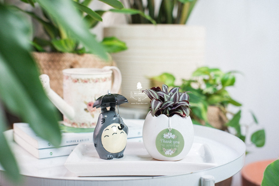 Cây Trai Tía x Trứng Oasis - Cây Cảnh Mini Không Cần Đất - 9X GARDEN