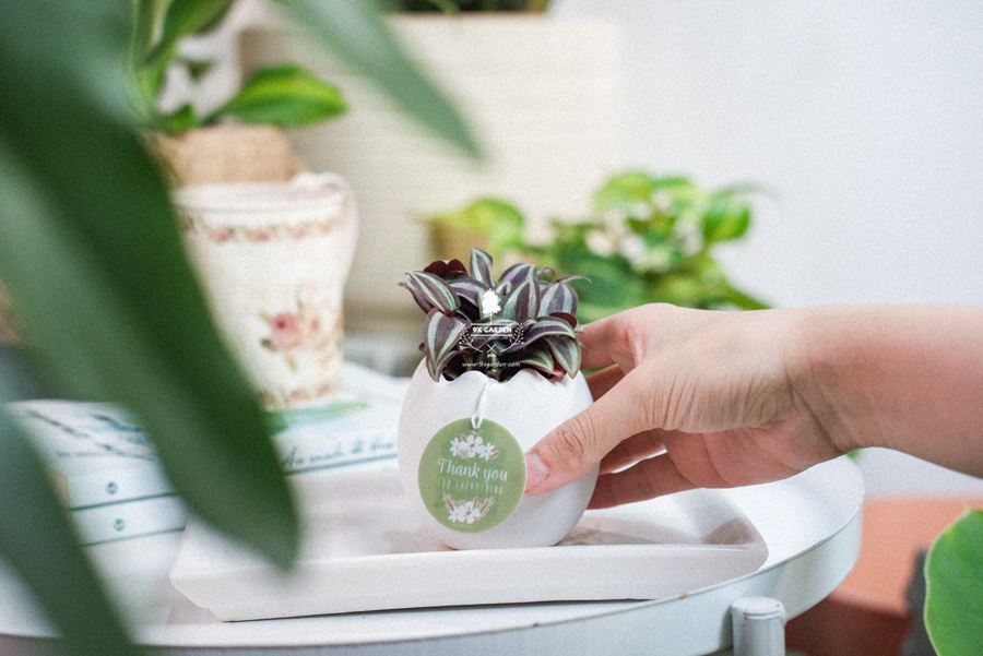 Cây Trai Tía x Trứng Oasis - Cây Cảnh Mini Không Cần Đất - 9X GARDEN