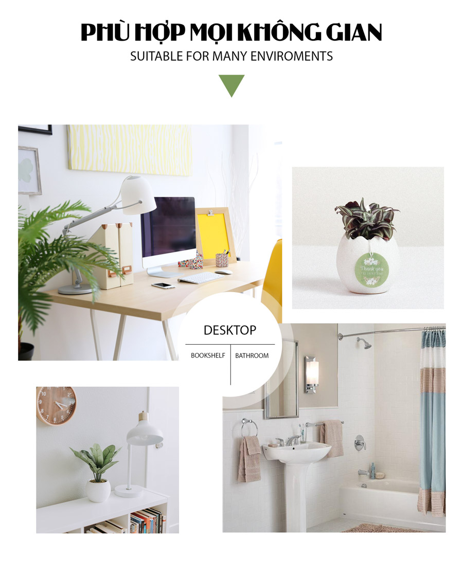 Cây Trai Tía x Trứng Oasis - Cây Cảnh Mini Không Cần Đất - 9X GARDEN