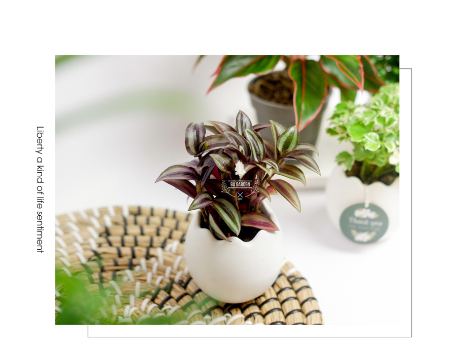 Cây Trai Tía x Trứng Oasis - Cây Cảnh Mini Không Cần Đất - 9X GARDEN