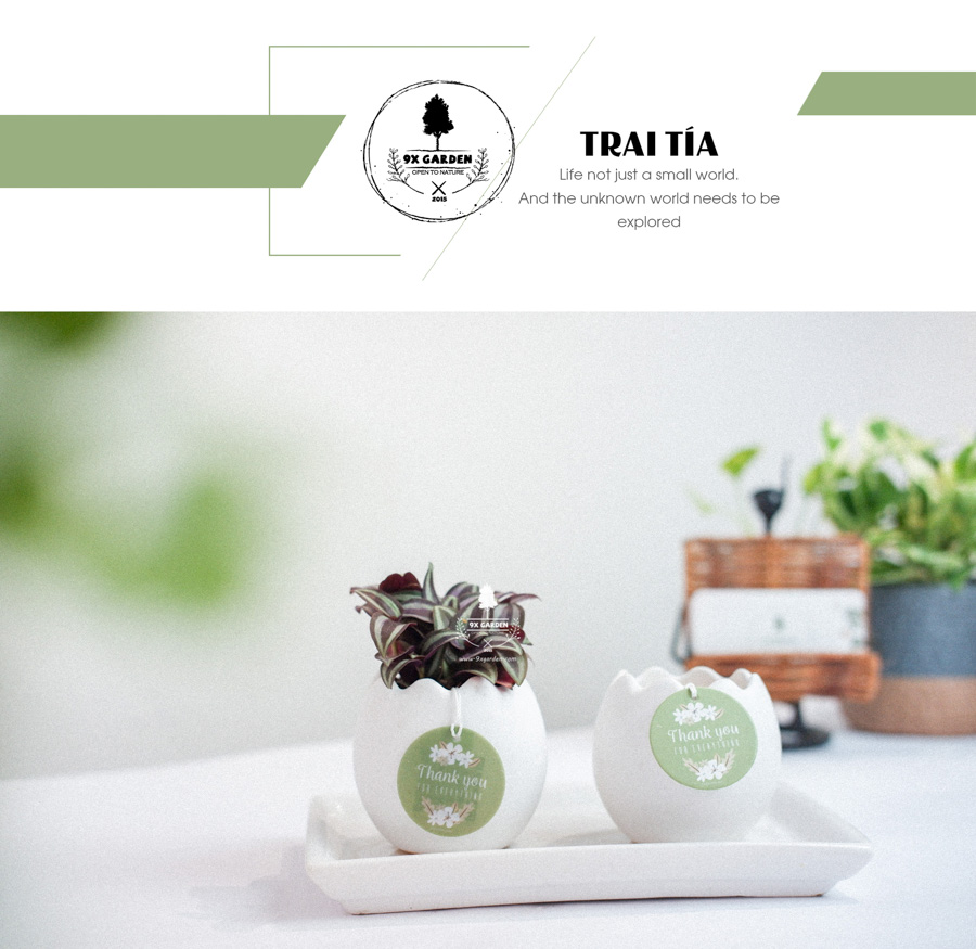 Cây Trai Tía x Trứng Oasis - Cây Cảnh Mini Không Cần Đất - 9X GARDEN