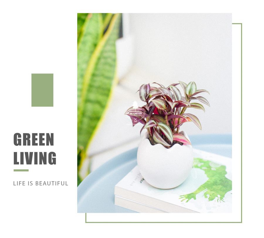 Cây Trai Tía x Trứng Oasis - Cây Cảnh Mini Không Cần Đất - 9X GARDEN