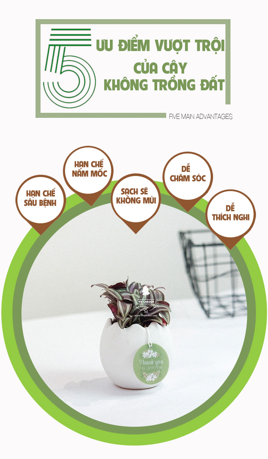 Cây Trai Tía x Trứng Oasis - Cây Cảnh Mini Không Cần Đất - 9X GARDEN
