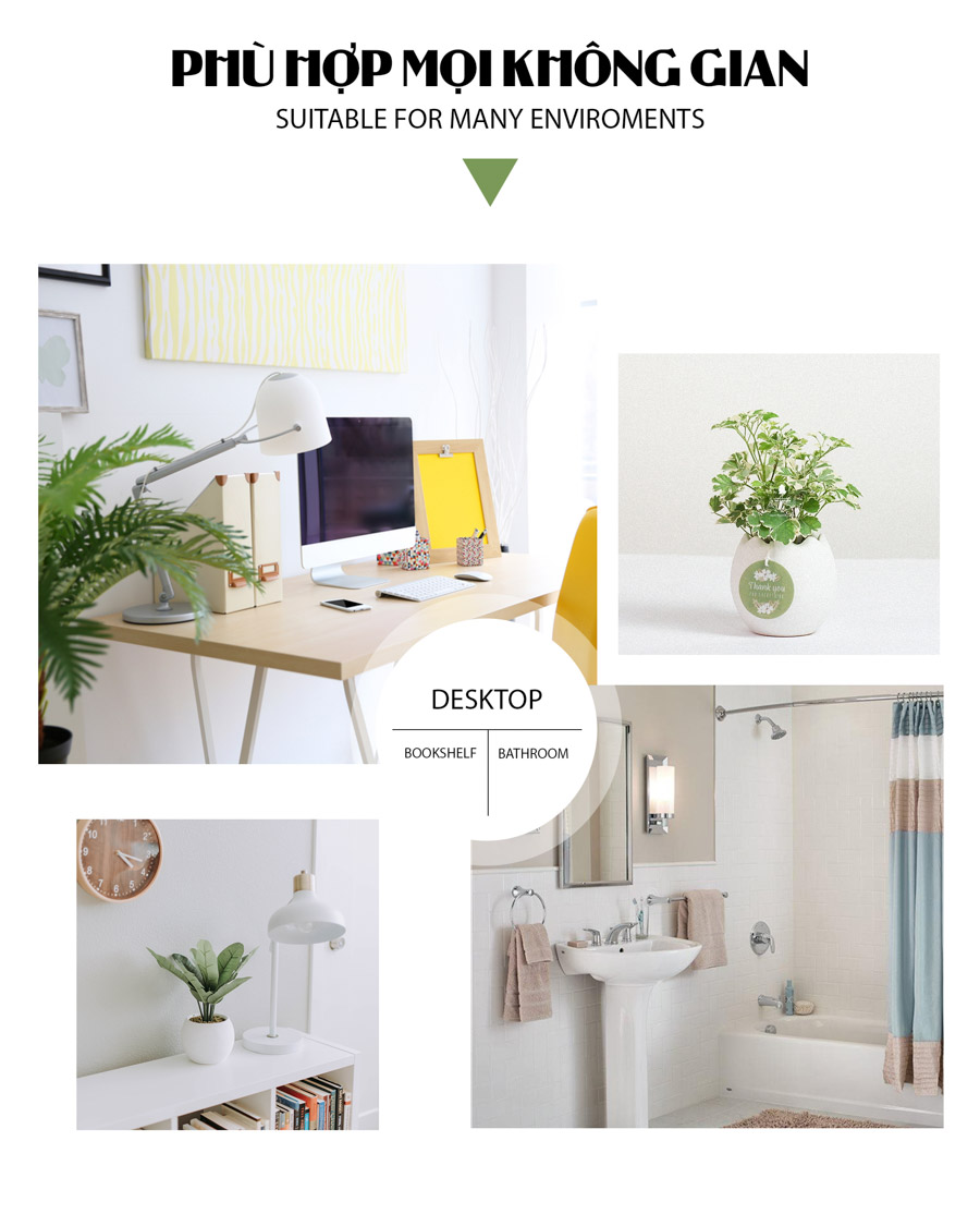 Cây Đinh Lăng Cẩm Thạch x Trứng Oasis - Cây Cảnh Min