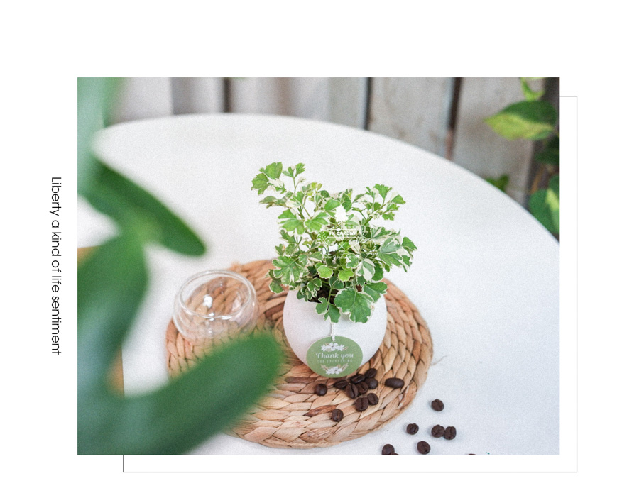 Cây Đinh Lăng Cẩm Thạch x Trứng Oasis - Cây Cảnh Min