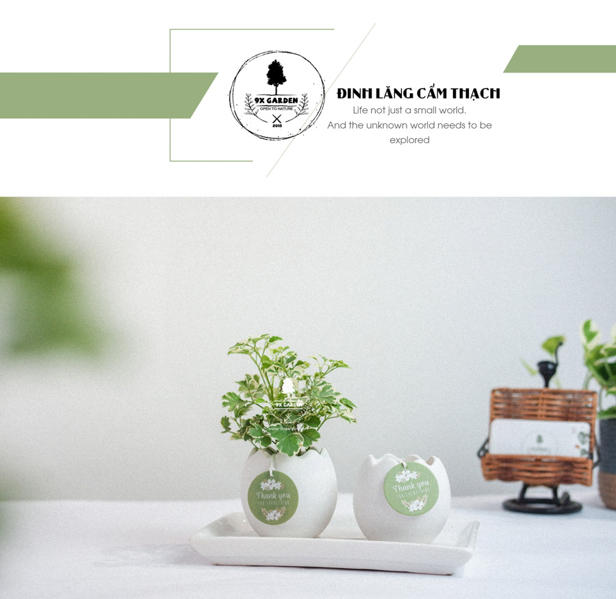 Cây Đinh Lăng Cẩm Thạch x Trứng Oasis - Cây Cảnh Min