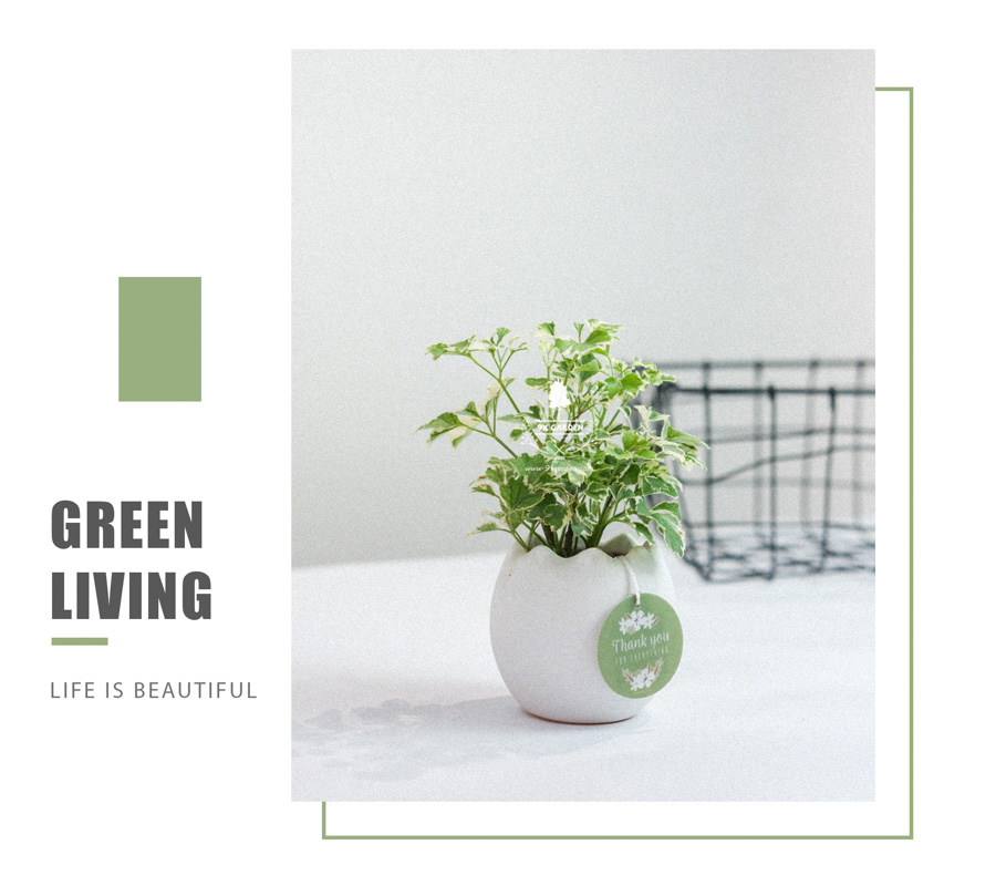 Cây Đinh Lăng Cẩm Thạch x Trứng Oasis - Cây Cảnh Min