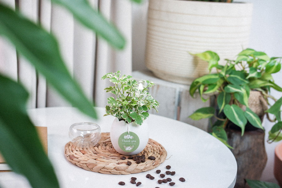 Cây Đinh Lăng Cẩm Thạch x Trứng Oasis - Cây Cảnh Min