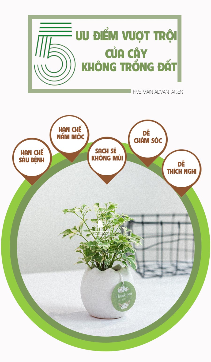 Cây Đinh Lăng Cẩm Thạch x Trứng Oasis - Cây Cảnh Min