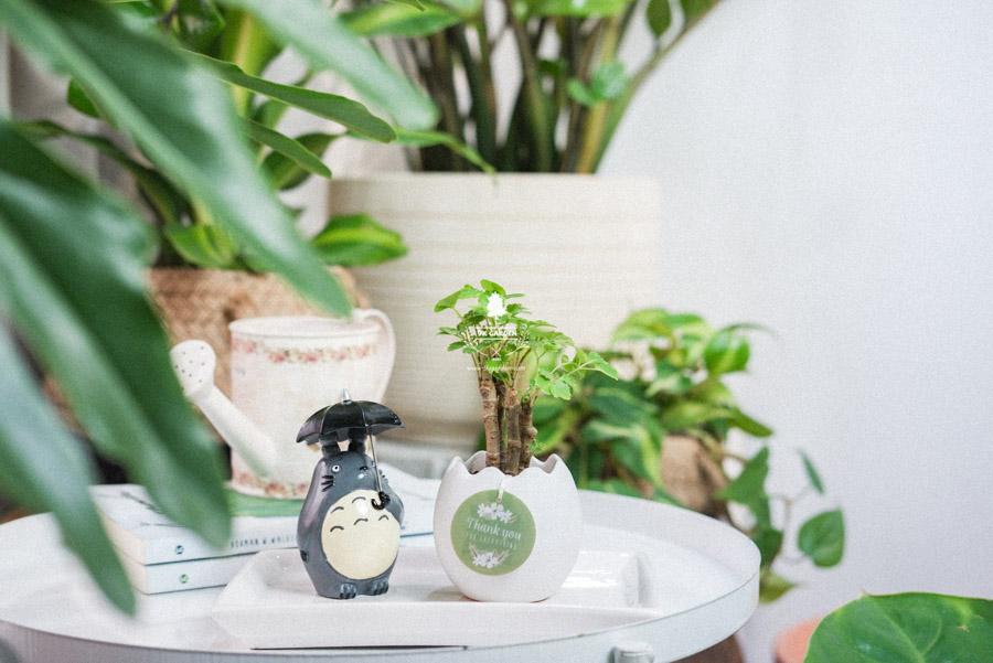 Cây Đinh Lăng Xanh x Trứng Oasis - Cây Cảnh Mini Không Cần Đất - 9X GARDEN