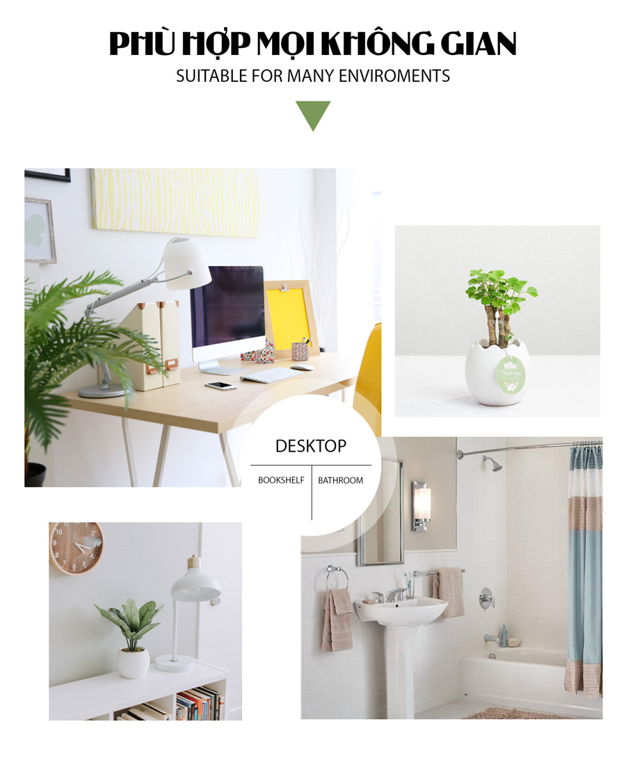 Cây Đinh Lăng Xanh x Trứng Oasis - Cây Cảnh Mini Không Cần Đất - 9X GARDEN