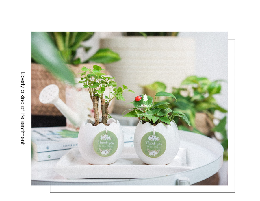 Cây Đinh Lăng Xanh x Trứng Oasis - Cây Cảnh Mini Không Cần Đất - 9X GARDEN