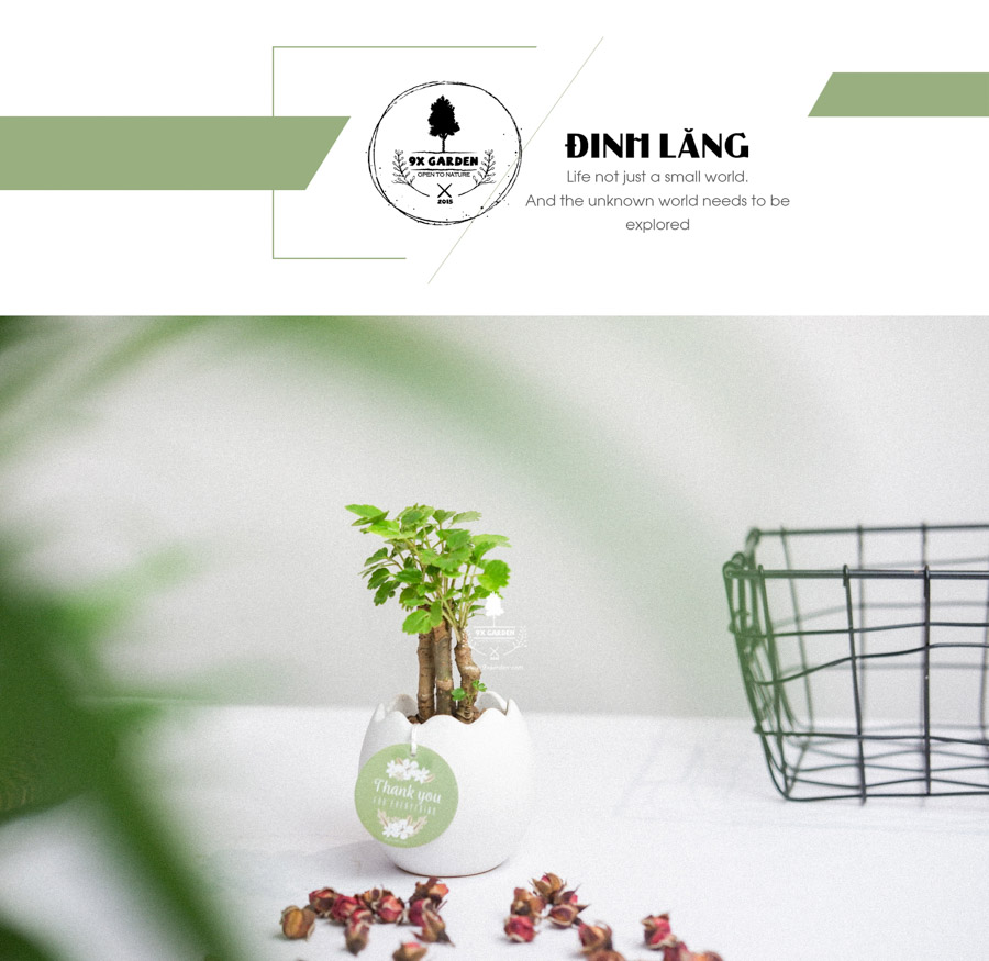 Cây Đinh Lăng Xanh x Trứng Oasis - Cây Cảnh Mini Không Cần Đất - 9X GARDEN