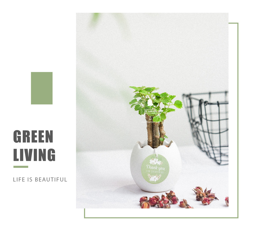 Cây Đinh Lăng Xanh x Trứng Oasis - Cây Cảnh Mini Không Cần Đất - 9X GARDEN