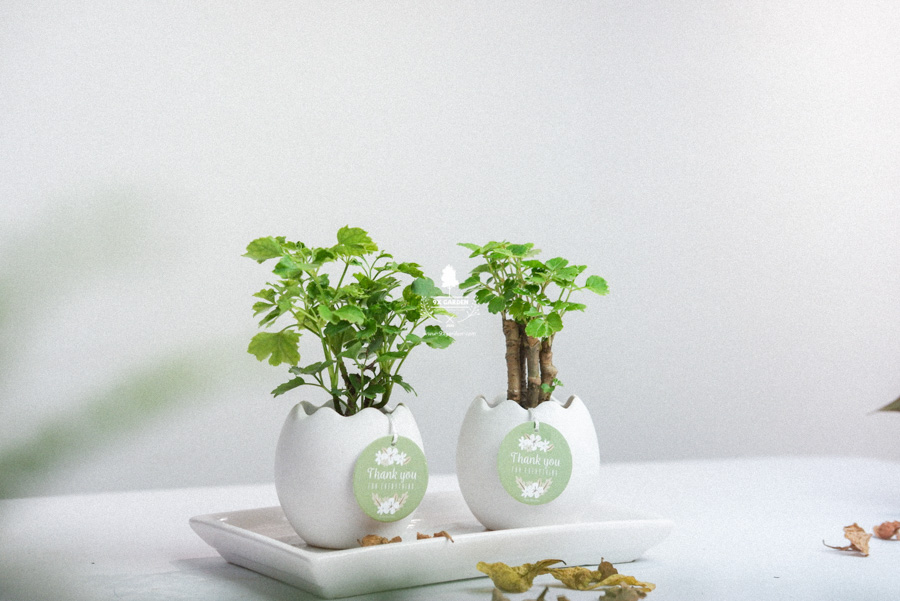 Cây Đinh Lăng Xanh x Trứng Oasis - Cây Cảnh Mini Không Cần Đất - 9X GARDEN