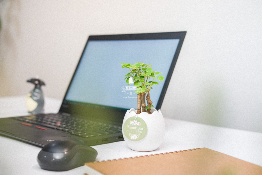 Cây Đinh Lăng Xanh x Trứng Oasis - Cây Cảnh Mini Không Cần Đất - 9X GARDEN