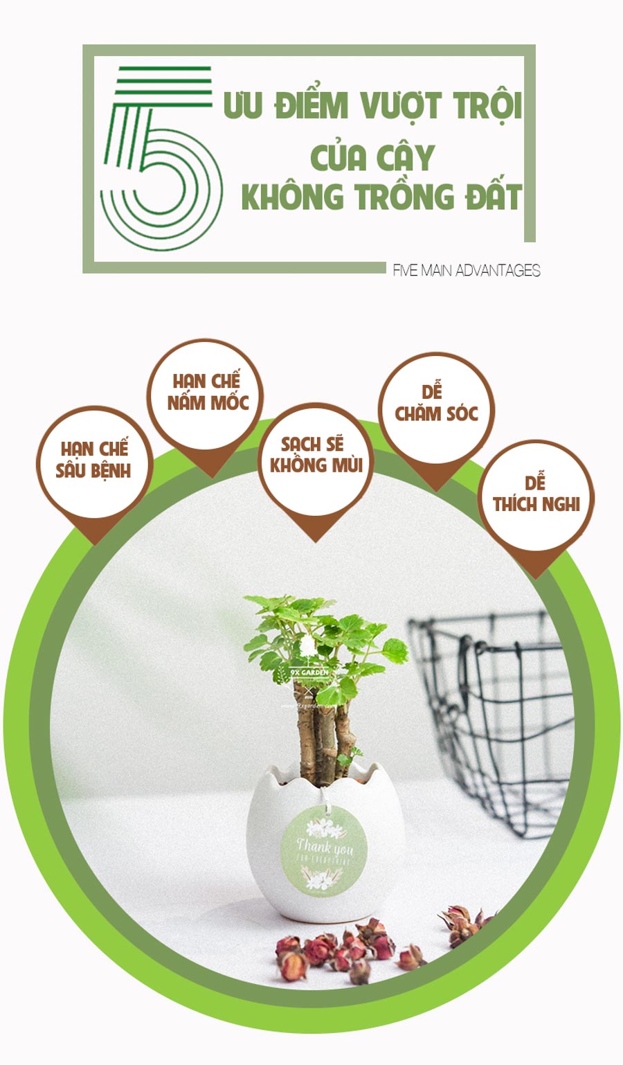 Cây Đinh Lăng Xanh x Trứng Oasis - Cây Cảnh Mini Không Cần Đất - 9X GARDEN