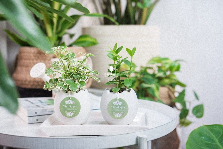 Cây Hoya Tròn x Trứng Oasis - Cây Cảnh Mini Không Cần Đất - 9X GARDEN