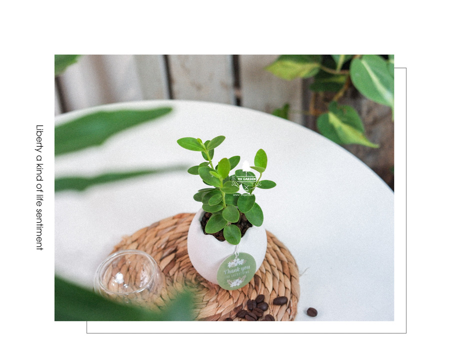 Cây Hoya Tròn x Trứng Oasis - Cây Cảnh Mini Không Cần Đất - 9X GARDEN
