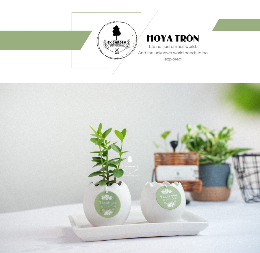 Cây Hoya Tròn x Trứng Oasis - Cây Cảnh Mini Không Cần Đất - 9X GARDEN