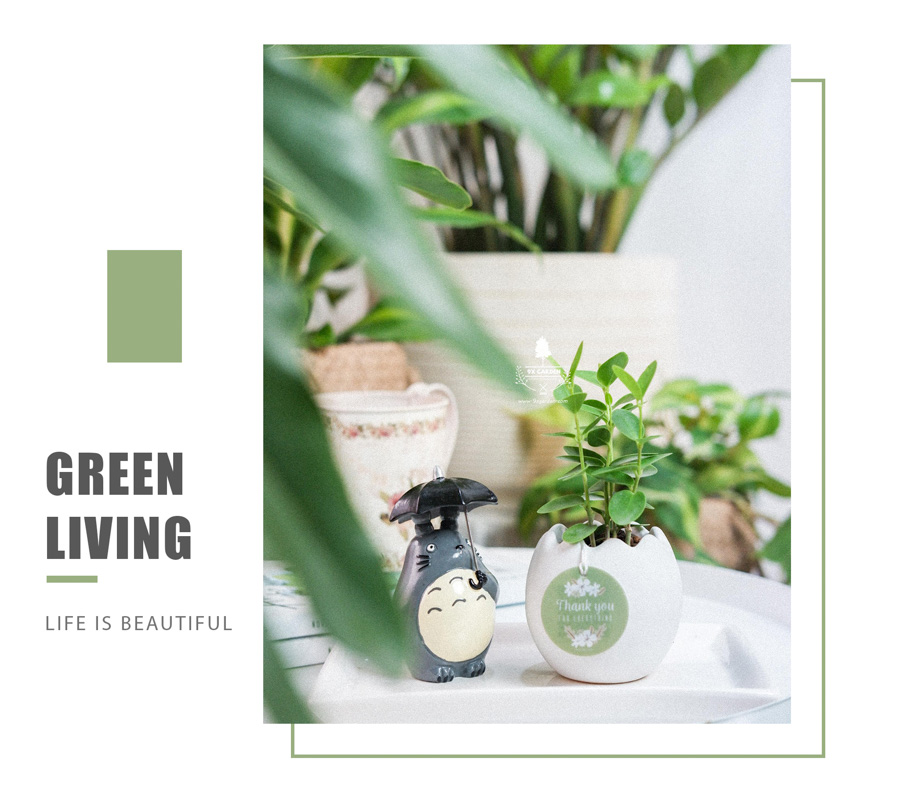 Cây Hoya Tròn x Trứng Oasis - Cây Cảnh Mini Không Cần Đất - 9X GARDEN