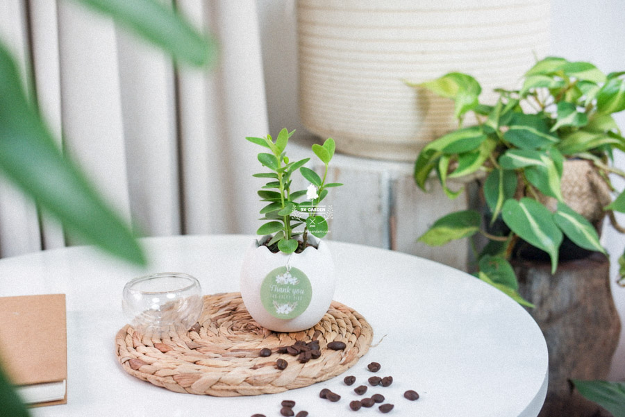 Cây Hoya Tròn x Trứng Oasis - Cây Cảnh Mini Không Cần Đất - 9X GARDEN