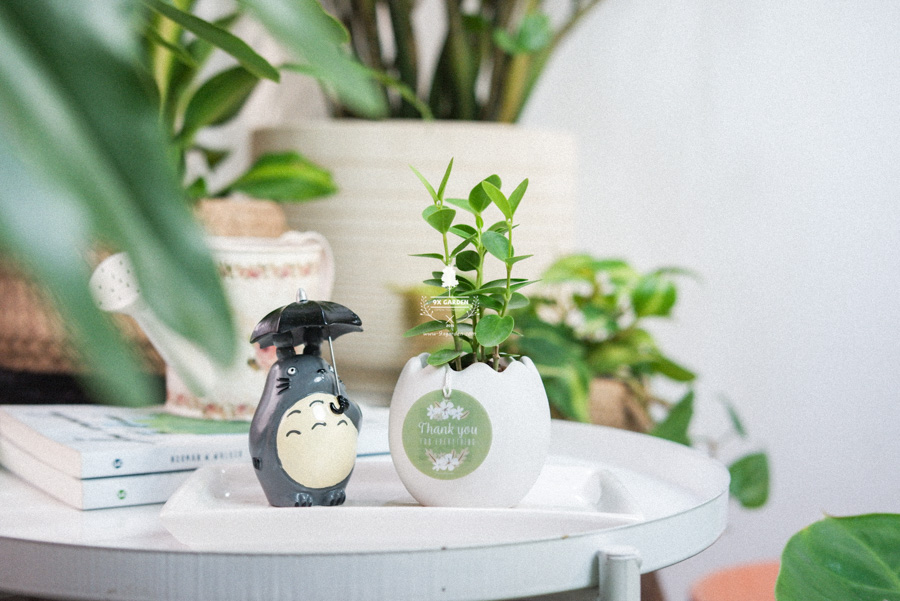 Cây Hoya Tròn x Trứng Oasis - Cây Cảnh Mini Không Cần Đất - 9X GARDEN