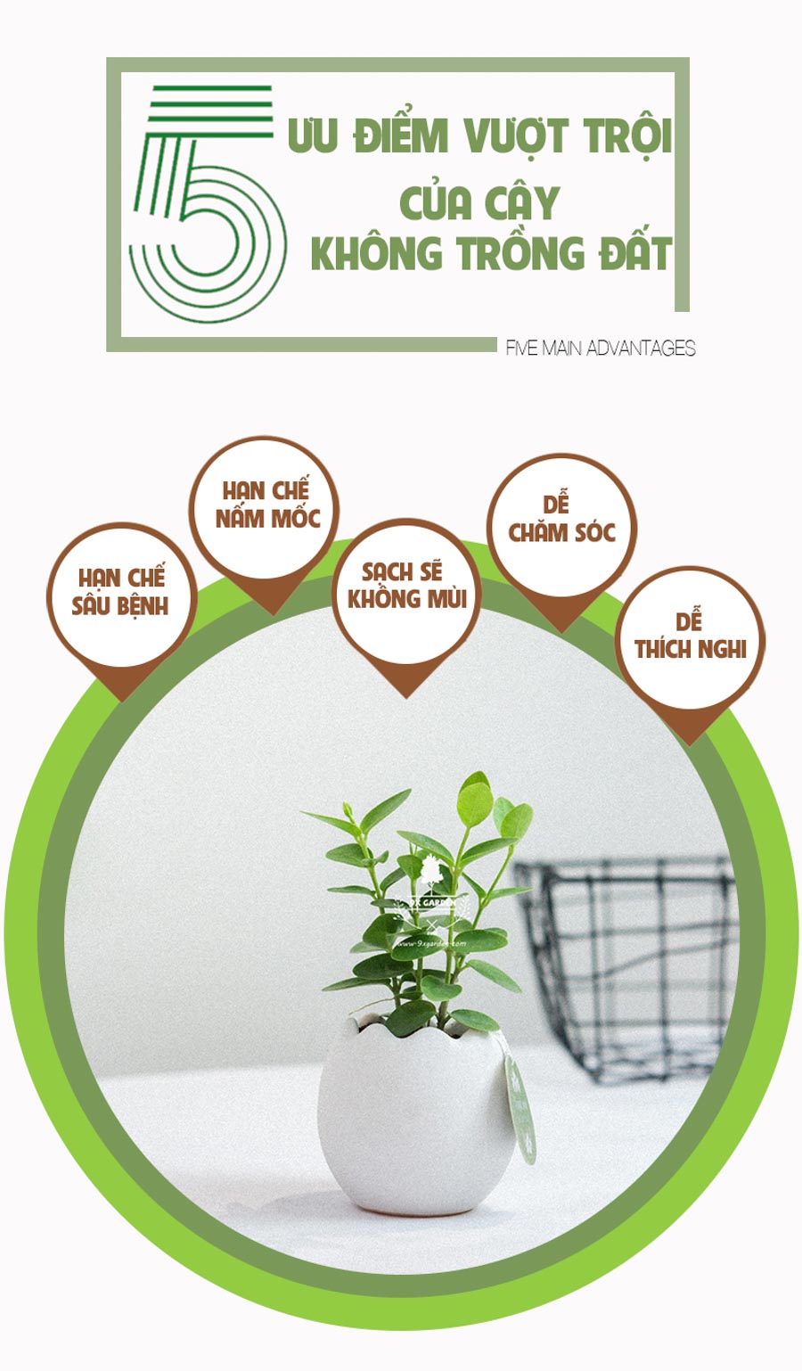 Cây Hoya Tròn x Trứng Oasis - Cây Cảnh Mini Không Cần Đất - 9X GARDEN
