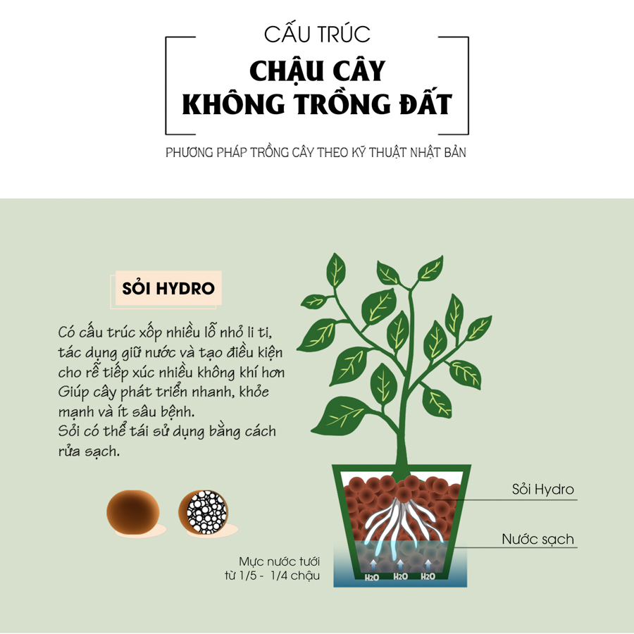 Lan Ý x Teori - Cây Cảnh Để Bàn - 9X GARDEN