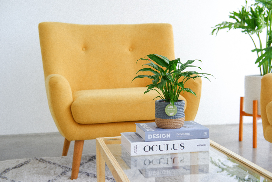 Lan Ý x Teori - Cây Cảnh Để Bàn - 9X GARDEN