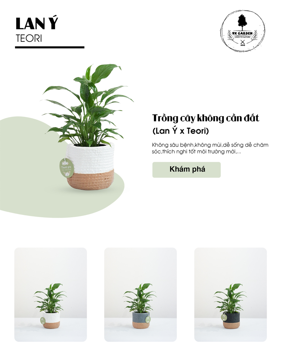 Lan Ý x Teori - Cây Cảnh Để Bàn - 9X GARDEN