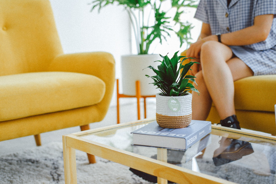 Phát Tài Úc x Teori - Cây Cảnh Để Bàn - 9X GARDEN