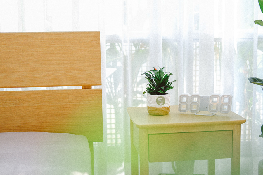 Phát Tài Úc x Teori - Cây Cảnh Để Bàn - 9X GARDEN