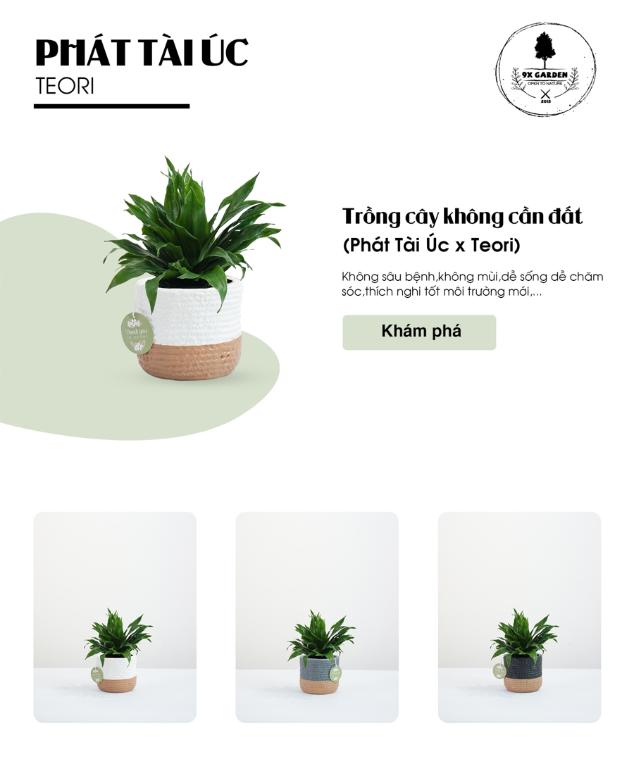 Phát Tài Úc x Teori - Cây Cảnh Để Bàn - 9X GARDEN