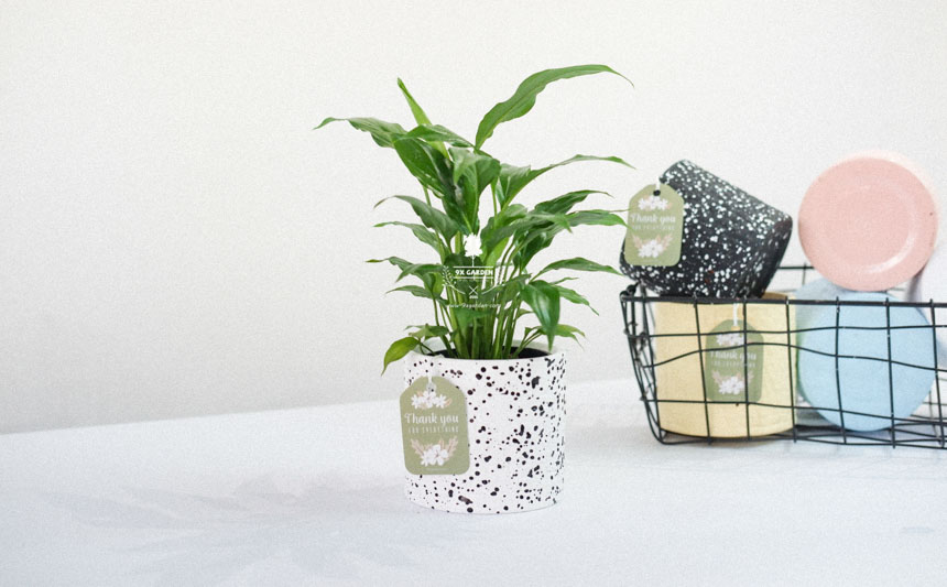 Tips chọn cây cảnh phòng tắm cho người yêu thiên nhiên - 9X GARDEN