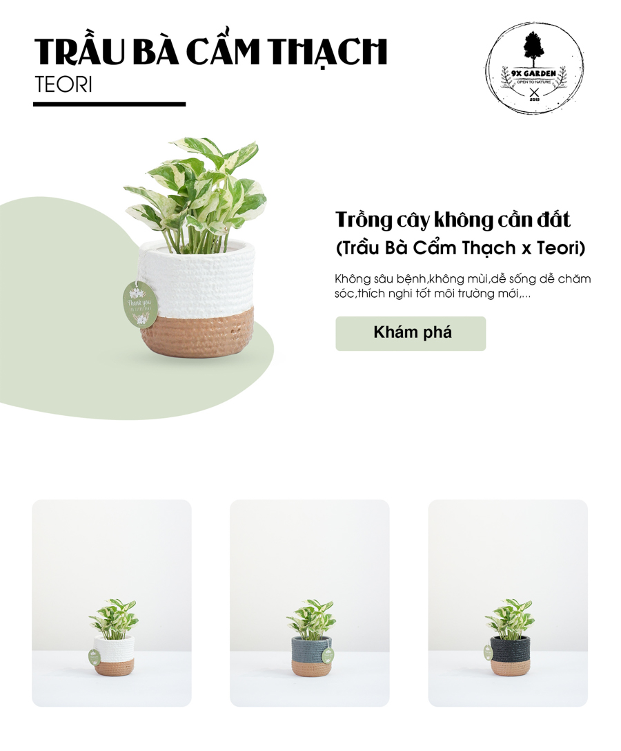 Trầu Bà Cẩm Thạch x Teori - Cây Cảnh Để Bàn - 9X GARDEN
